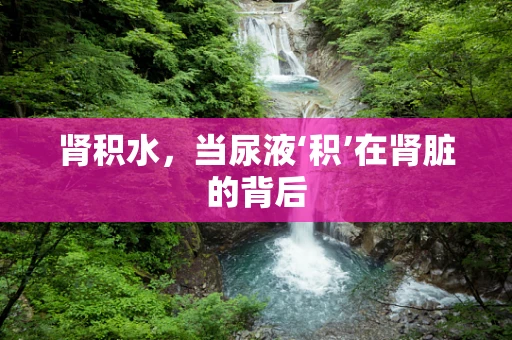 肾积水，当尿液‘积’在肾脏的背后