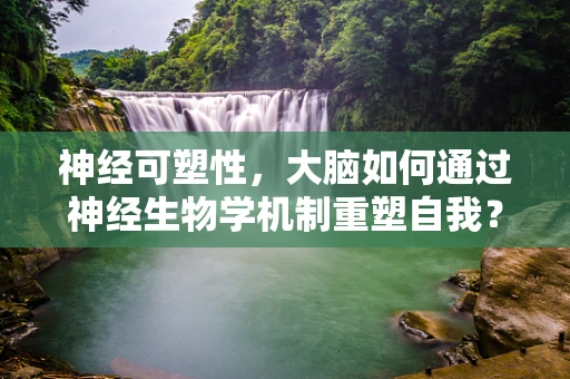 神经可塑性，大脑如何通过神经生物学机制重塑自我？